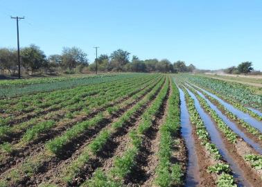 Agricultores sonorenses piden a Dios por las lluvias