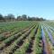 Agricultores sonorenses piden a Dios por las lluvias