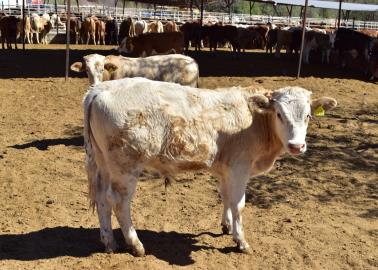 Ganaderos del Valle del Yaqui están vendiendo sus animales ante el panorama crítico de sequía