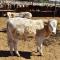 Ganaderos del Valle del Yaqui están vendiendo sus animales ante el panorama crítico de sequía