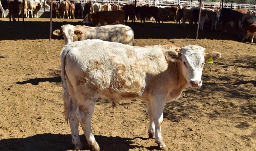 Ganaderos del Valle del Yaqui están vendiendo sus animales ante el panorama crítico de sequía