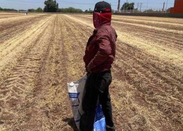 Sur de Sonora: Aumenta migración de jornaleros del Valle del Mayo