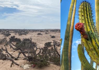 Buscan frenar tala en bosque pitayal ubicado en Huatabampo, Navojoa y Álamos