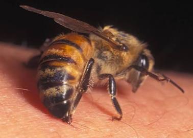 Siguen los ataques de abejas en Etchojoa