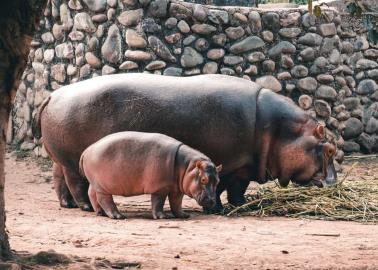 ¡La familia crece! El Centro Ecológico de Sonora anuncia la llegada de una cría de hipopótamo