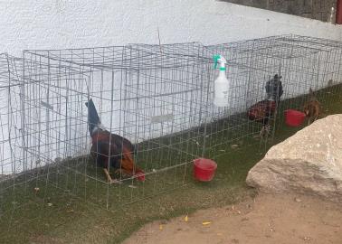 Galleros de Sonora reportan bajas ventas tras aprobación de Ley de Protección y Bienestar Animal