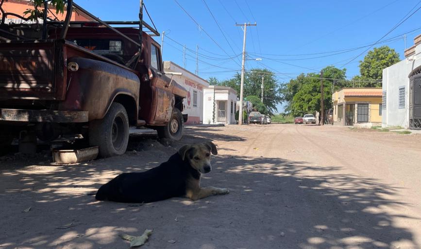 Reportan defunciones por rickettsia en Cajeme