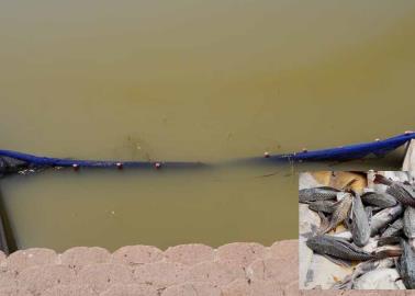 Colocan atarraya en la Laguna del Náinari  de Cajeme para atrapar a pez diablo