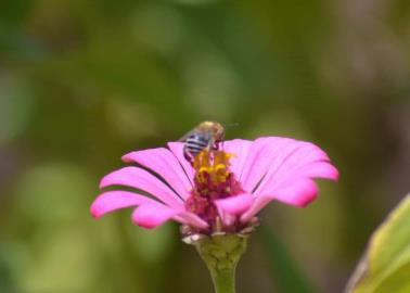 Llaman a convertir los patios en santuarios de la biodiversidad