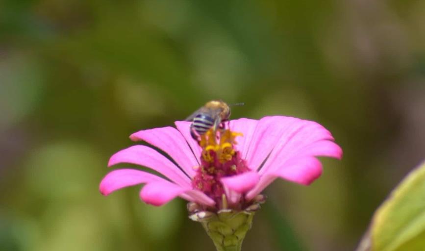 Llaman a convertir los patios en santuarios de la biodiversidad