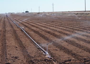 Avanza siembra de hortalizas en el Valle del Yaqui