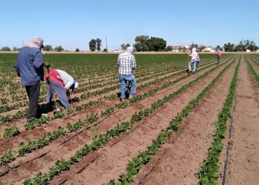 Trabajadores del campo, invisibles para patrones