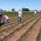 Trabajadores del campo, invisibles para patrones