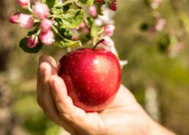 Invitan a la Feria de la Manzana en Yécora