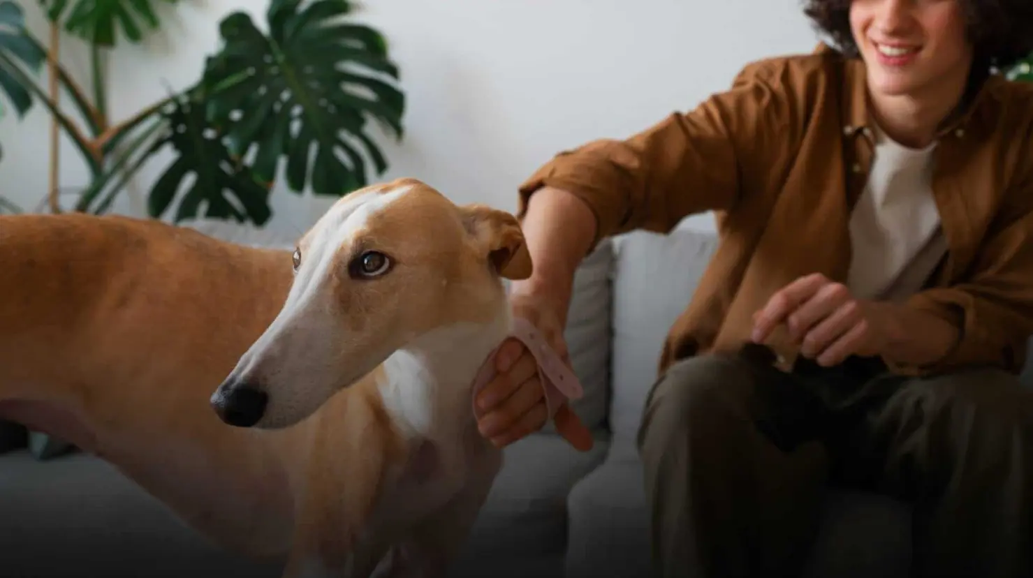 Así debes hablarle a tu perro para que entienda mejor, según la ciencia