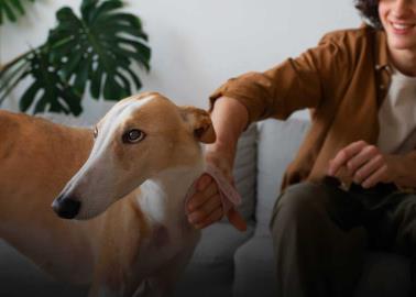 Así debes hablarle a tu perro para que entienda mejor, según la ciencia