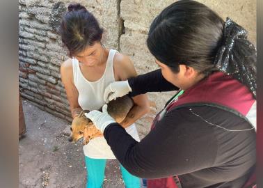 Van contra la rickettsia en Cajeme