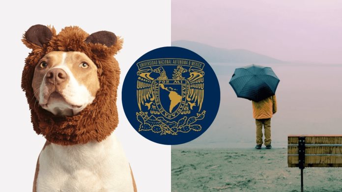 ¿Cómo proteger a las mascotas durante las lluvias, según la UNAM?