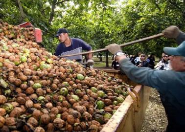 Nogaleros del sur de Sonora tienen mal año