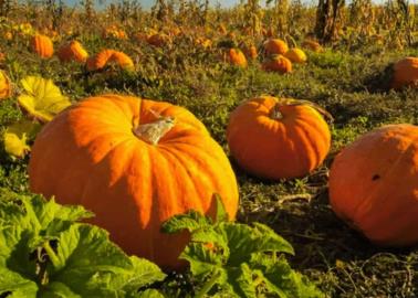 Sonora cultiva las calabazas de Halloween que adornan a esta celebración