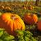 Sonora cultiva las calabazas de Halloween que adornan a esta celebración