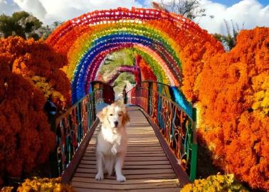 El Puente del Arcoíris: ¿De qué se trata la leyenda de "el cielo de las mascotas"?