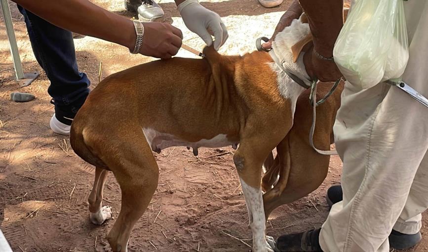 Realizan Jornada de Salud por posibles muertes de rickettsia en colonia de Cajeme