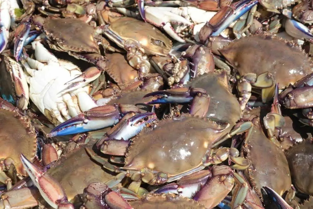 Pescadores del sur de Sonora optan por la jaiba ante la pésima temporada de camarón