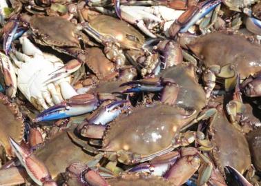 Pescadores del sur de Sonora optan por la jaiba ante la pésima temporada de camarón
