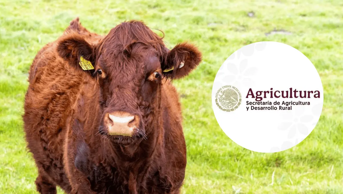 Secretaría de Agricultura. Fuente: Pexels/Phil Evenden, Instagram @sagarpa_mx