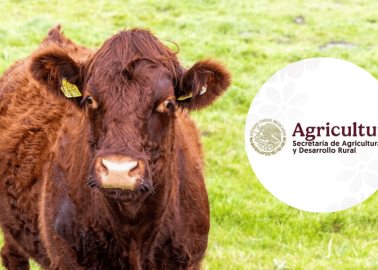 Secretaría de Agricultura: ¿Cómo prevenir el ingreso del gusano barrenador al ganado?