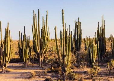 Inegi: ¿Cuál es y cuántos habitantes tiene la ciudad más poblada de Sonora?