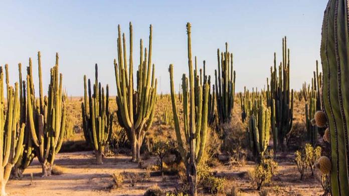Inegi: ¿Cuál es y cuántos habitantes tiene la ciudad más poblada de Sonora? Inegi: ¿Cuál es y cuántos habitantes tiene la ciudad más poblada de Sonora?