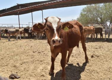 Preocupa sequía a lecheros del sur de Sonora