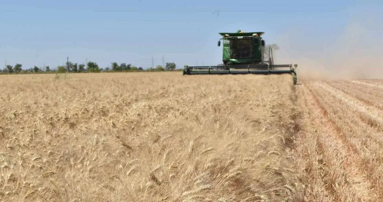 Agricultores del sur de Sonora deben descartar sembrar trigo en el ciclo agrícola 2024-2025