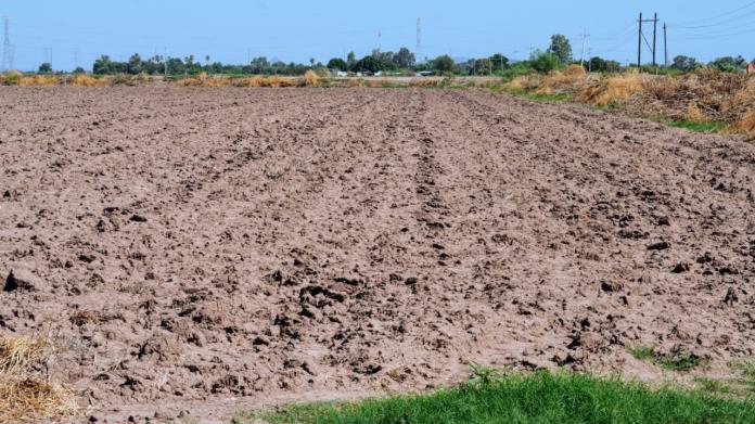 Campo sonorense se queda sin capital para invertir Campo sonorense se queda sin capital para invertir