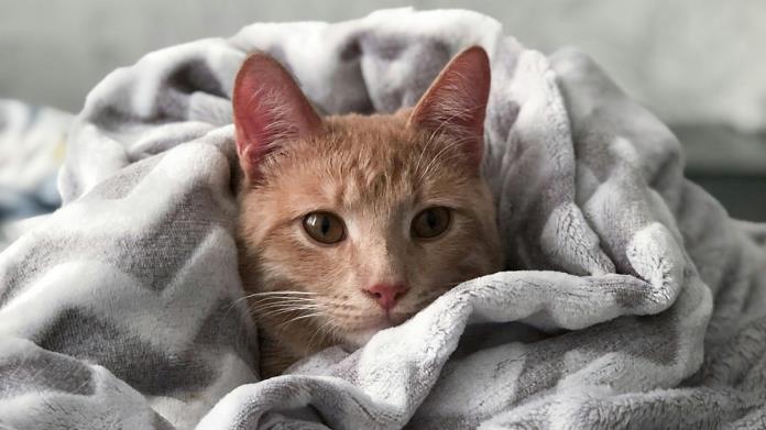 ¿Tu gato duerme en tu almohada? Tiene un significado. Te contamos ¿Tu gato duerme en tu almohada? Tiene un significado. Te contamos