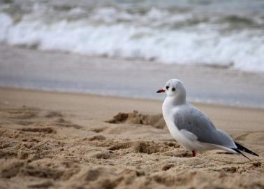 ¿Cuáles son las playas más limpias de Sonora? Esto revela un estudio