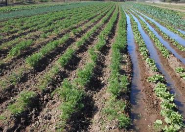 Ante la sequía en Sonora, ¿qué tipo de siembras recomiendan a los agricultores?