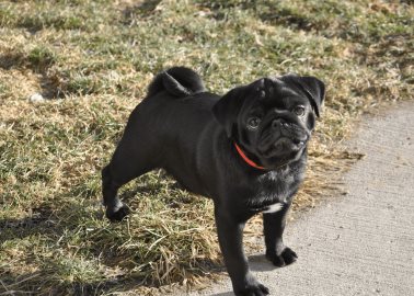 Hoy es el día internacional del pug, una raza con mucha historia