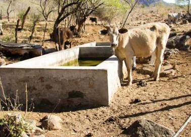 Sequía en Sonora podría llevar a que ganaderos pierdan a sus animales