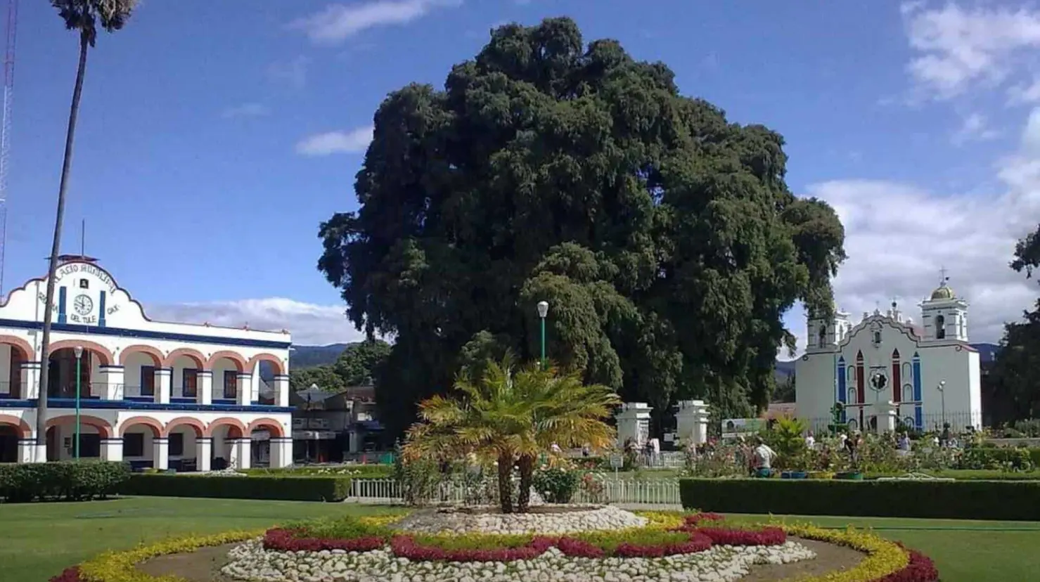 Conoce el árbol considerado como el más antiguo de México, ¿dónde se encuentra?