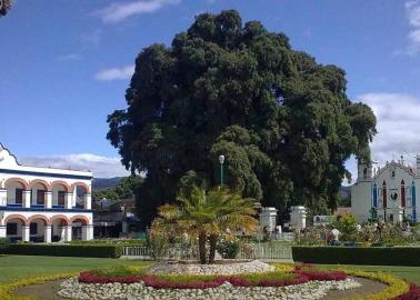 Conoce el árbol considerado como el más antiguo de México, ¿dónde se encuentra?