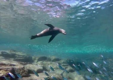 Este es el "acuario del mundo" que puedes conocer si visitas Sonora