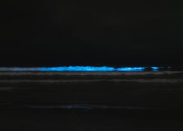 ¿Cuándo es la mejor temporada para ver la bioluminiscencia en Sonora? Esto dicen los expertos