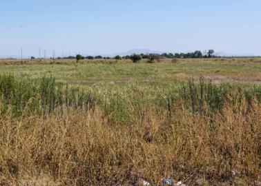 En riesgo, sanidad del Valle del Yaqui