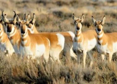 ¿Qué animales puedes ver en la reserva de la biósfera El Pinacate?