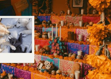 Día de Muertos: ¿Qué elementos debe tener el altar de las mascotas?