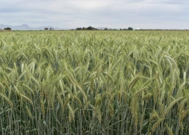 Sequía acaba con trigo en el Valle del Yaqui