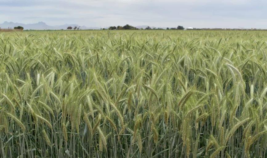 Sequía acaba con trigo en el Valle del Yaqui